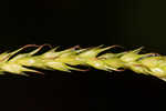 European woodland sedge